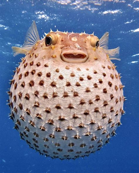 Bizarre animals we never knew existed – Artofit