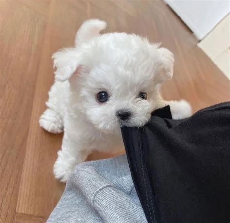 Bichon Maltez Mini Toy Bucuresti Sectorul Olx Ro