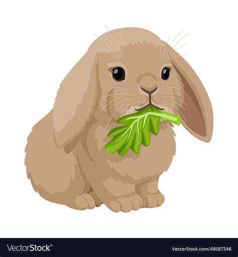 Lop Eared Cute Bunny Eats Lettuce Leaf Rabbit Vector Image