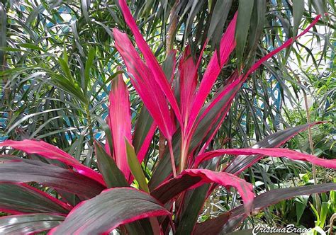 Planta De Flor Vermelha LIBRAIN