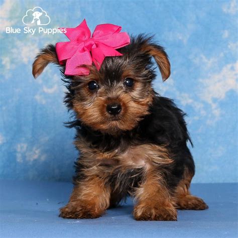 Adorable Yorkshire Terrier puppy for sale in Orlando. Born 7/18/22, Black & Tan color. Check out ...