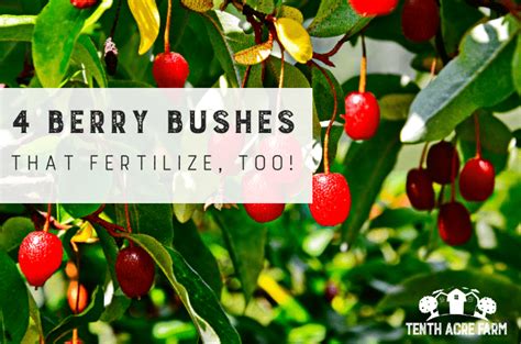 4 Berry Bushes that Fertilize, Too! - Tenth Acre Farm