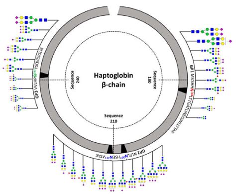 Site Specific Glycosylation Mapping Of The Haptoglobin Standard