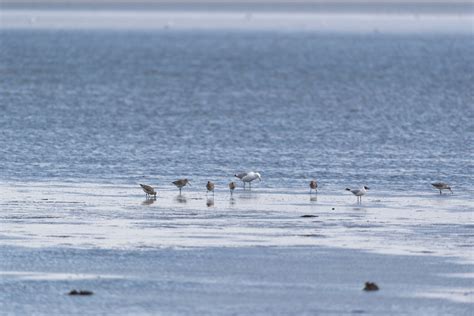 Nature Restoration European Parliament Adopts Law To Restore Of Eu