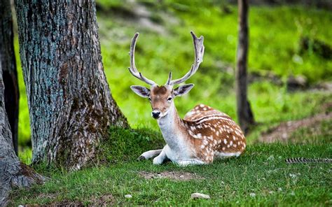 Jungle Deer Animal Rainforest Animal