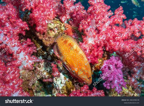 627 Coral trout Stock Photos, Images & Photography | Shutterstock