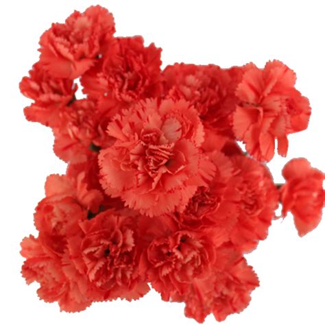 Orange Mini Carnation Flowers