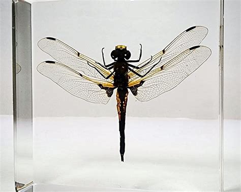 Dragonfly In Resin Four Spotted Chaser Libellula Quadrimaculata