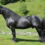 Noriker Horse Info, Origin, History, Pictures