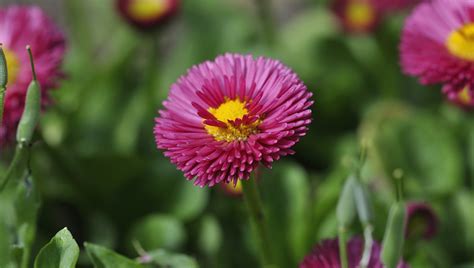 Banco de imagens natureza plantar campo Prado flor pétala