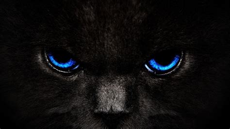 Cool Cat Desktop Wallpapers - Top Free Cool Cat Desktop Backgrounds ...