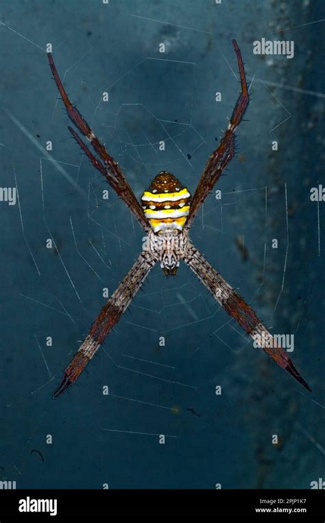 Orb Web Spider Argiope Keyserlingi From Hook Island Queensland