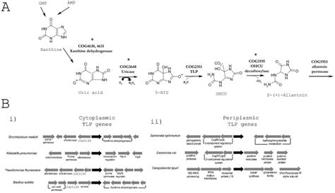 A. Schematic illustrating the enzymes involved in purine metabolism ...