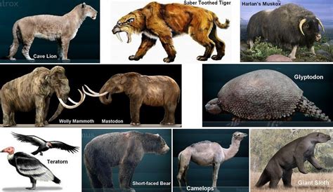 Portable Rock Art Museum | Megafauna Extinction