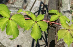 Petolisna Lozica Parthenocissus Quinquefolia Plantea