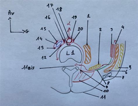 Diagramme De 2AN05 06 Koch Coupe Du Segment Abdominal L1 Lymphonoeuds