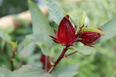 Hibiscus Roselle: A Vibrant and Versatile Plant - Heirloom Seeds Canada