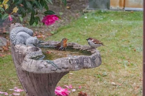 How To Paint A Concrete Bird Bath Simple DIY Guide Spark Lark