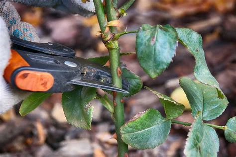 Black Spot Disease on Roses and the Best Way to Get Rid of It