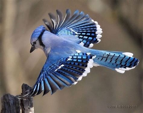 Bird of the Week: Blue Jay – Travis Audubon