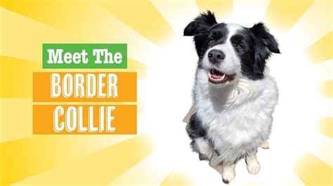 Border Collie Dog Breed 101 Youtube