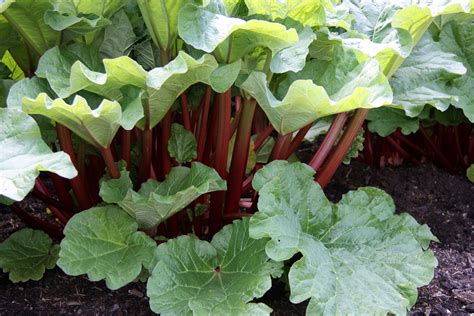 Crimson Rhubarb Seeds Farmhouse Seeds