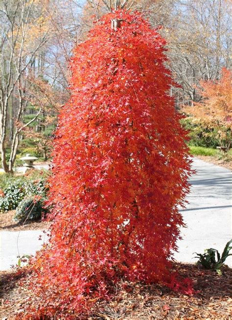 Acer Palmatum Cascade Gold Golden Foliage Weeping Waterfall Japanese Maple Large Tree