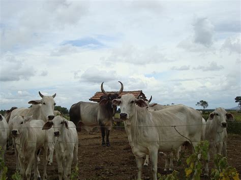 Vaches Cultiver De Campagne Photo Gratuite Sur Pixabay Pixabay