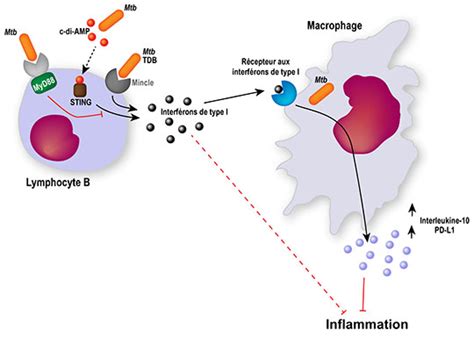 Les Lymphocytes B Modulateurs De La Réponse Inflammatoire Dans La