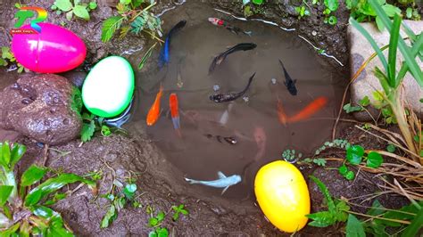 Wadidaw Mancing Ikan Cupang Warna Warni Ikan Molly Balon Lucu Ikan