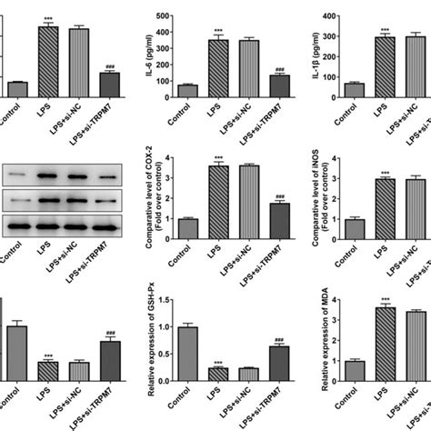 Trpm Knockdown Reduces The Inflammation And Oxidative Stress In