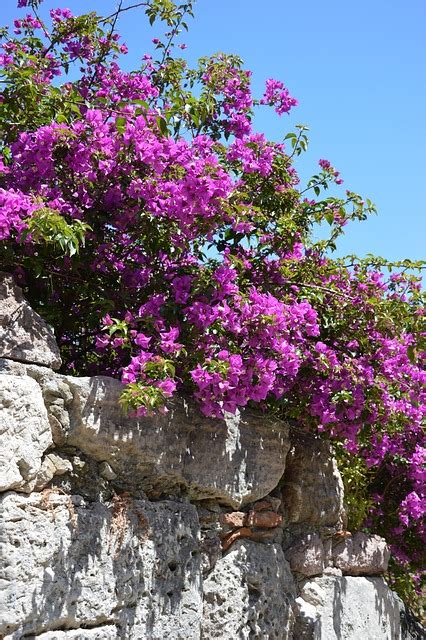 Flores Bourgonvillea Arenito Foto Gratuita No Pixabay Pixabay