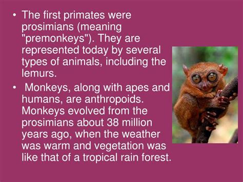 PPT - Primate Evolution PowerPoint Presentation - ID:1976019