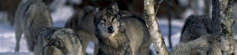 Gray Wolves Delisted in Oregon they think thats conservation - Protect ...