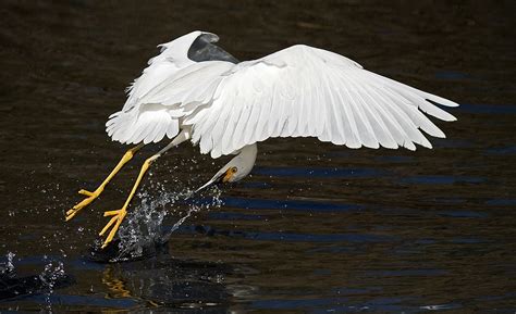 Snowy Egret Fishing In Flight Egretta Thula Photographed Flickr