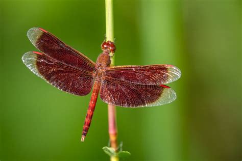 Red Grasshawk Neurothemis Fluctuans Beautiful Red Dragonfly From