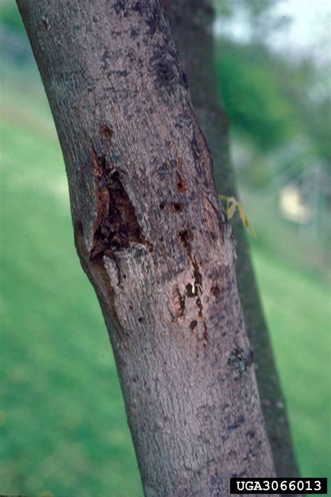 Maple Callus Borer Synanthedon Acerni