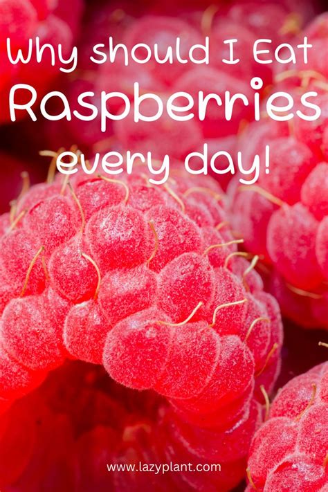 How Many Raspberries Can I Eat A Day Raspberry Health Benefits