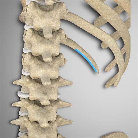 Quadratus Lumborum Attachments And Actions 3D Muscle Lab