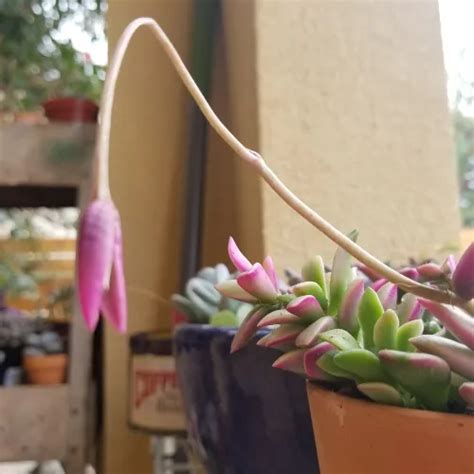 Flower Pod Growing Out Of Anacampseros Succulent SUCCULENTdotCARE