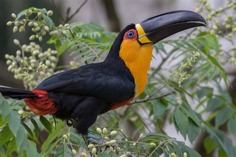 Tucano De Bico Preto - Tucano-de-bico-preto » BrasilienPortal