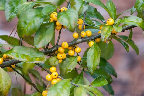 Ilex decidua 'Finch's Gold' – Nurseries Caroliniana