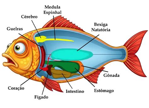 Anatomia dos Peixes: Estrutura, Órgãos e Eles Sentem Dor?
