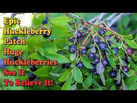 How To Identify Huckleberries And Huckleberry Bushes - Best Huckleberry Patch - HUGE ...