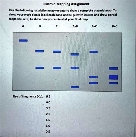 Solved Plasmid Mapping Assignment Use The Following Restriction Enzyme Data To Draw Complete