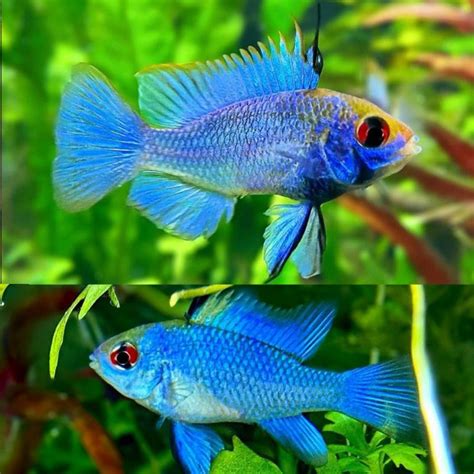 Aquarium Central American Cichlid Rams Neon Electric Blue Ram Jumbo