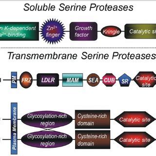 Structural organization of Serine proteases. The soluble forms of ...