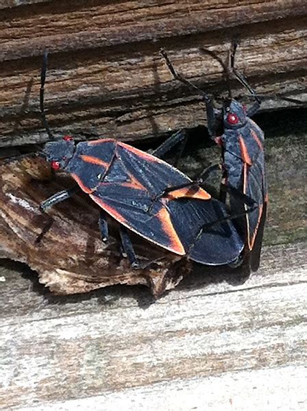 Eastern Box Elder Bug Project Noah