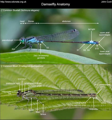 Damselfly Anatomy Odo Nutters