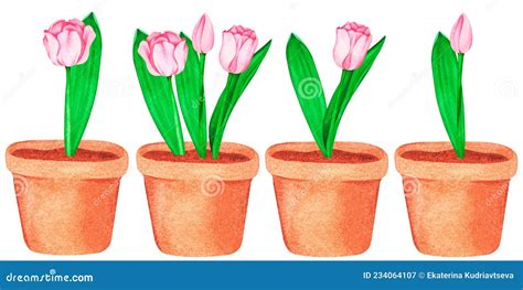 Pink Tulips In Pots Watercolor Vintage Illustration Isolated On A